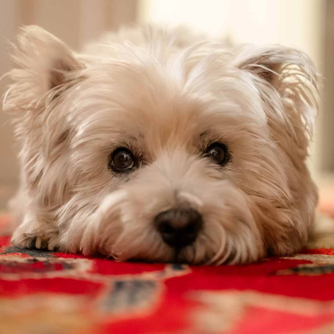 GROUNDED Sustainability logo graphic