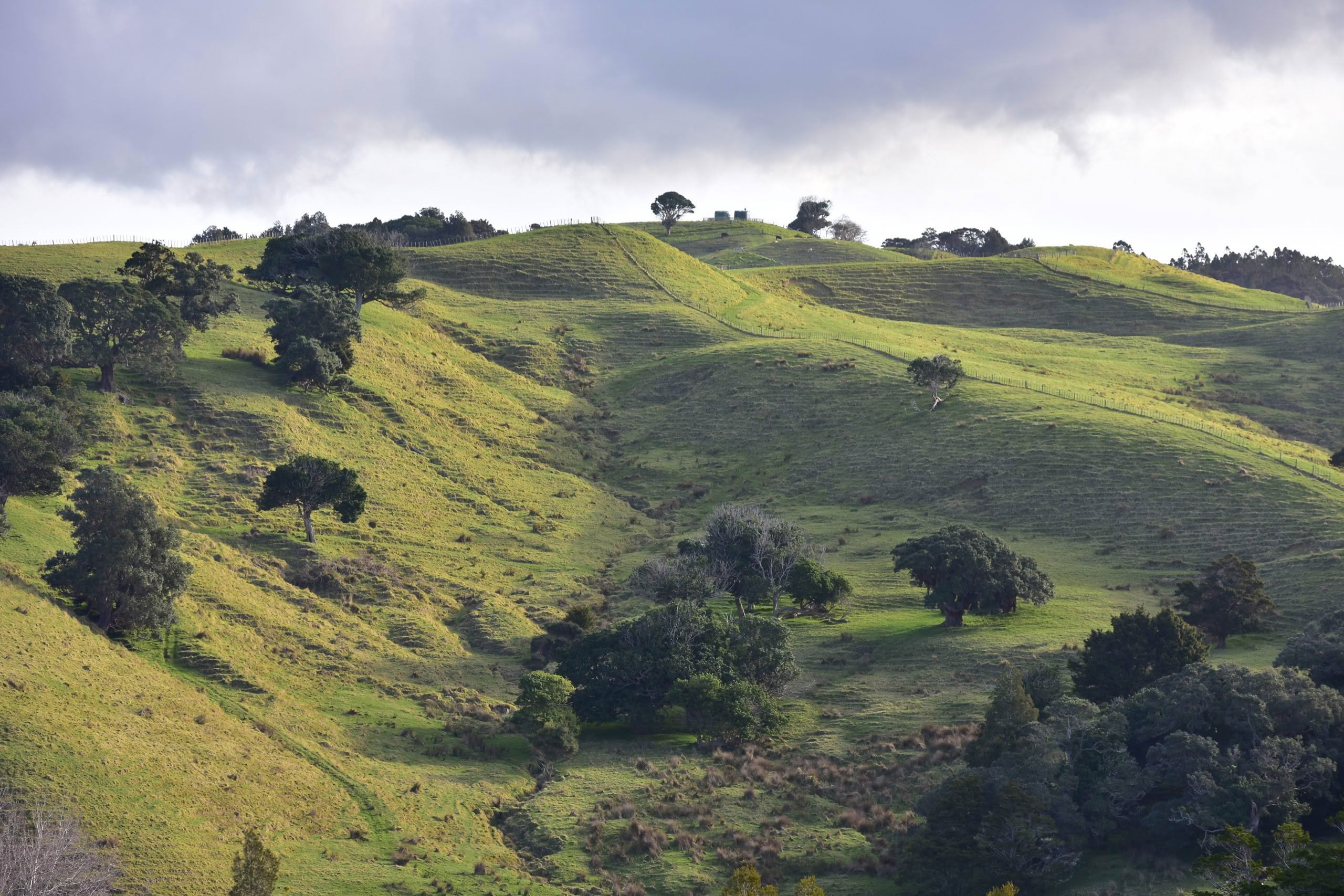 New Zealand farmland