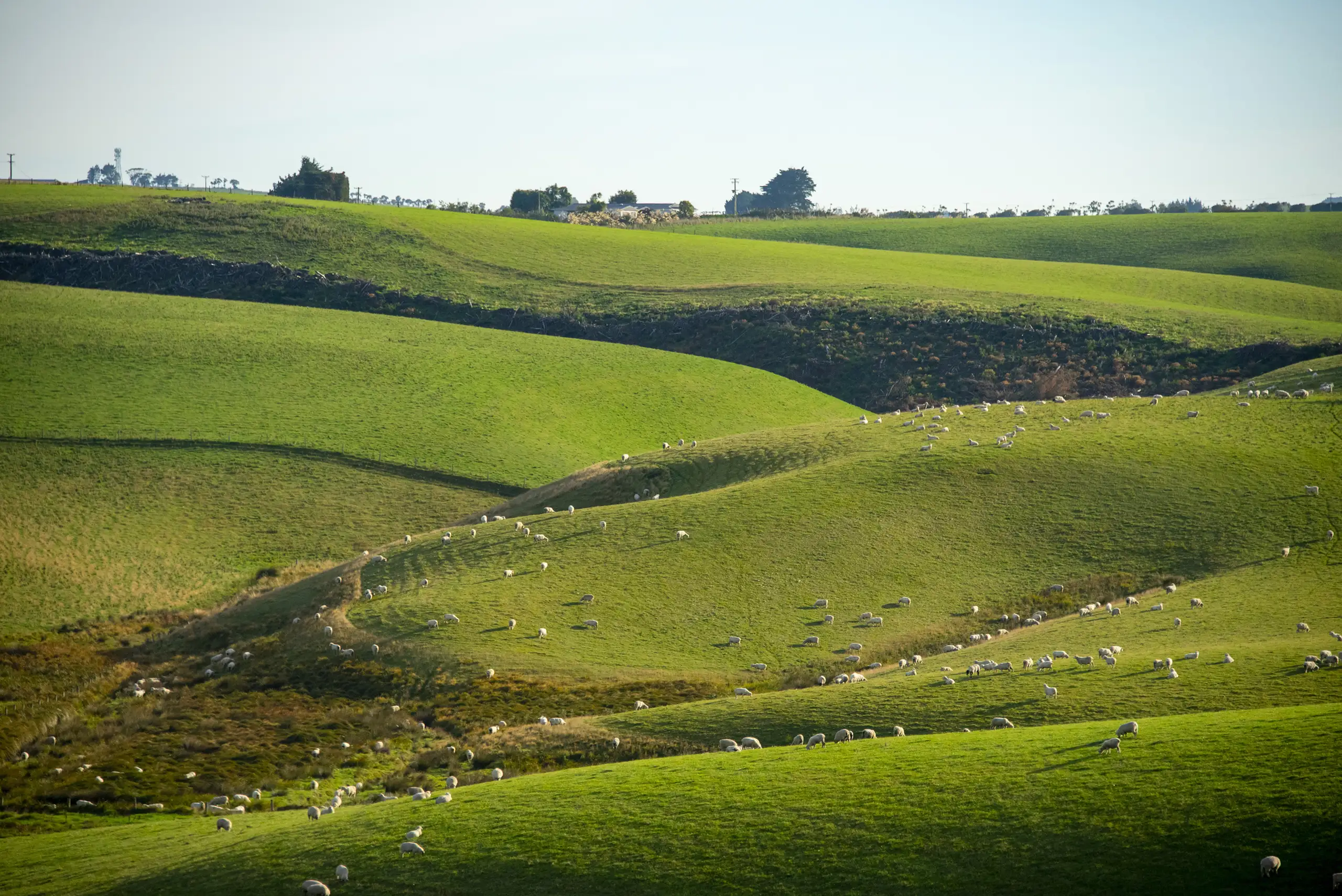 sheep pasture on Southland farm
